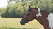 Pouliche 2,5ans Wpb
