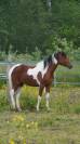Pouliche 2,5ans Wpb