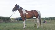 Pouliche 2,5ans Wpb