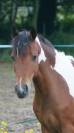 Pouliche 2,5ans Wpb