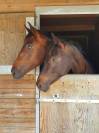 Pouliche Hanovrienne Jagger x Sir Donnerhall 