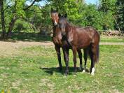 Pouliche Hanovrienne Jagger x Sir Donnerhall 