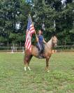 Magnifique hongre palomino 