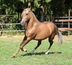 Magnifique hongre palomino 