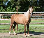 Magnifique hongre palomino 