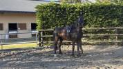 D&Eacute;BOURRAGE & TRAVAIL DU JEUNE CHEVAL 