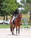 Top hongre pour CSO et dressage