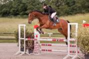 Top hongre pour CSO et dressage