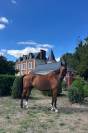 Top hongre pour CSO et dressage