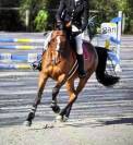 Jument 8 ans amateur 