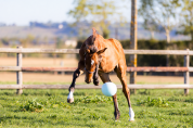 Foal par Halifax 