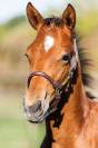 Foal par Halifax 