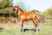 Foal par Halifax 