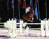 Top cheval d&rsquo;exp&eacute;rience 140-145 pour amateurs