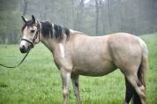 Ponette 7 ans 140cm