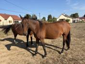 Poulini&egrave;re &agrave; vendre 