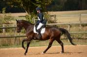 Jument de CSO/ CCE 
