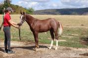 A vendre Poulain FM
