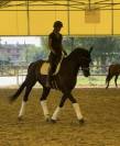 Hongre KWPN Cheval de Sport N&eacute;erlandais A vendre 2020 Bai brun par Ebony