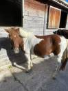 PONETTE SHETLAND