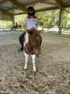 PONETTE SHETLAND