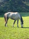 KALLAS DU CHAPELAN &ndash; PFS 148 cm &ndash; 6 ans &ndash; CSO