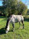 KALLAS DU CHAPELAN &ndash; PFS 148 cm &ndash; 6 ans &ndash; CSO