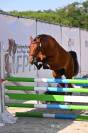 OR SERIE DU ROQUET - FEMELLE PFS 2 ANS