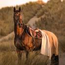 Schoolmaster Figaro 