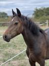 Poulain 