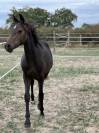 Poulain 