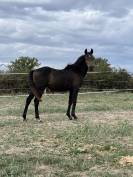 Poulain 