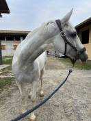 Vendita cavallo di 7 anni 