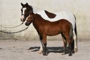 Poulain PFS taille grand B
