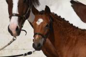 Poulain PFS taille grand B