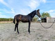 Chic poulain par Up To You