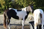 Okhy du Tonnerre &ndash; Jument 2 ans  Par Andiamo Semilly