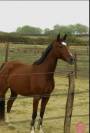 Ponette PFS 