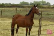 Ponette PFS 
