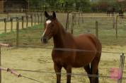 Ponette PFS 