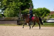 Hongre - Westphalien - 4 ans - Dressage - France