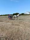 Jeune cheval Boulonnais