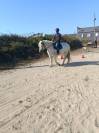 Jeune cheval Boulonnais