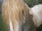Jeune cheval Boulonnais