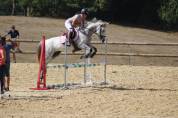 Jument pour loisirs sportif 