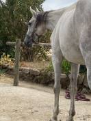 Kailo &ndash; hongre DSA &ndash; 7 ans &ndash; environ 1m65