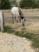 Kailo &ndash; hongre DSA &ndash; 7 ans &ndash; environ 1m65