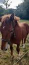 Colt Breton Heavy Draft For sale 2026 Chesnut