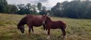 Colt Breton Heavy Draft For sale 2026 Chesnut