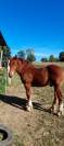 Colt Breton Heavy Draft For sale 2026 Chesnut